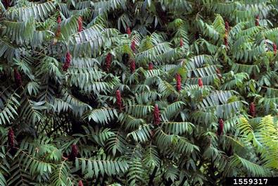 smooth sumac, Rhus glabra  (Sapindales: Anacardiaceae) - 1559317