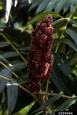 staghorn sumac, Rhus typhina  (Sapindales: Anacardiaceae) - 1559344