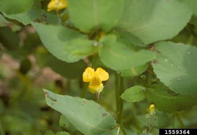 jewelweed, Impatiens capensis  (Geraniales: Balsaminaceae) - 1559364