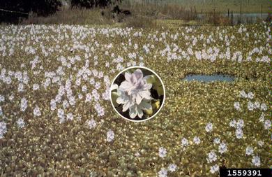 waterhyacinth, Eichhornia crassipes  (Liliales: Pontederiaceae) - 1559391