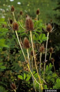 common teasel, Dipsacus fullonum  (Dipsacales: Dipsacaceae) - 1560006