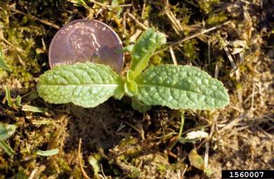 common teasel, Dipsacus fullonum  (Dipsacales: Dipsacaceae) - 1560007