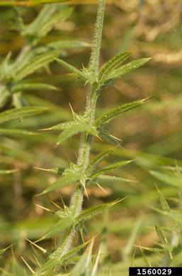 bull thistle, Cirsium vulgare  (Asterales: Asteraceae) - 1560029
