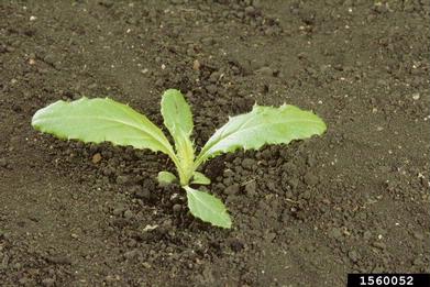 Canada thistle, Cirsium arvense  (Asterales: Asteraceae) - 1560052