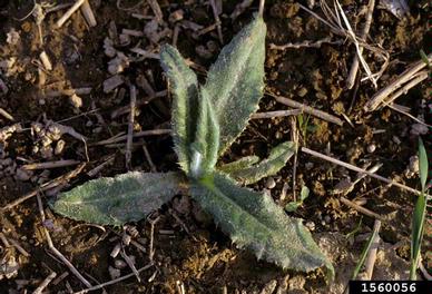 Canada thistle, Cirsium arvense  (Asterales: Asteraceae) - 1560056