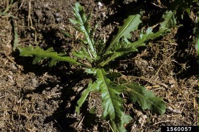 Canada thistle, Cirsium arvense  (Asterales: Asteraceae) - 1560057