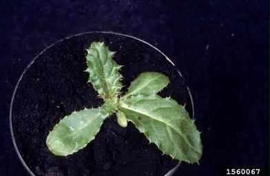 Canada thistle, Cirsium arvense  (Asterales: Asteraceae) - 1560067