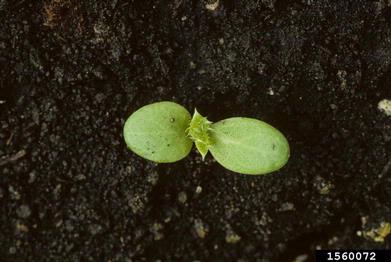 Canada thistle, Cirsium arvense  (Asterales: Asteraceae) - 1560072