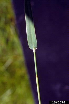 timothy, Phleum pratense  (Cyperales: Poaceae) - 1560076