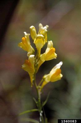 yellow toadflax, Linaria vulgaris  (Scrophulariales: Scrophulariaceae) - 1560083