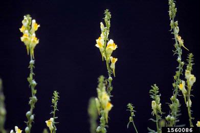 yellow toadflax, Linaria vulgaris  (Scrophulariales: Scrophulariaceae) - 1560086