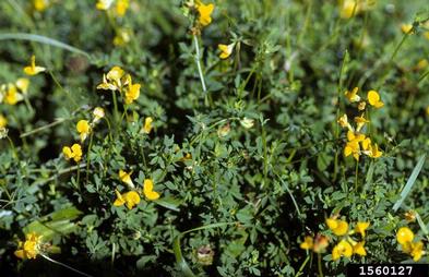 birdsfoot trefoil, Lotus corniculatus  (Fabales: Fabaceae (Leguminosae)) - 1560127