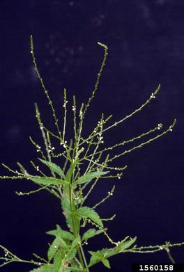 white vervain, Verbena urticifolia  (Lamiales: Verbenaceae) - 1560158