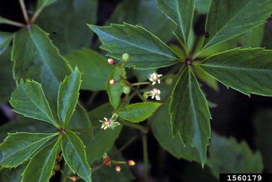 Virginia-creeper, Parthenocissus quinquefolia  (Rhamnales: Vitaceae) - 1560179