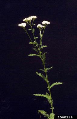 common yarrow, Achillea millefolium  (Asterales: Asteraceae) - 1560194