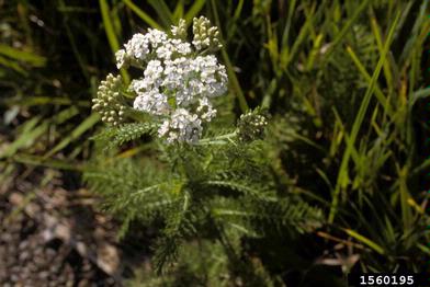common yarrow, Achillea millefolium  (Asterales: Asteraceae) - 1560195