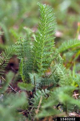 common yarrow, Achillea millefolium  (Asterales: Asteraceae) - 1560202