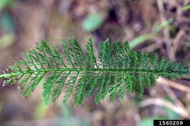 common yarrow, Achillea millefolium  (Asterales: Asteraceae) - 1560209