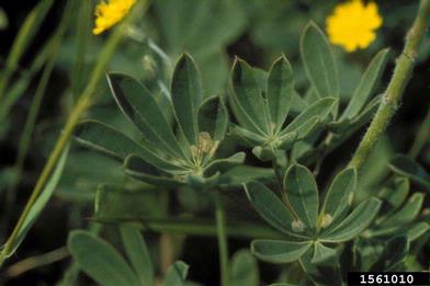 perennial lupine, Lupinus perennis  (Fabales: Fabaceae (Leguminosae)) - 1561010