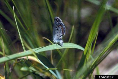 karner blue, Plebejus melissa  (Lepidoptera: Lycaenidae) - 1561037