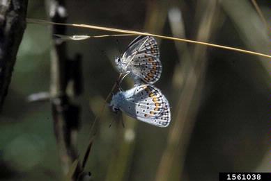 karner blue, Plebejus melissa  (Lepidoptera: Lycaenidae) - 1561038
