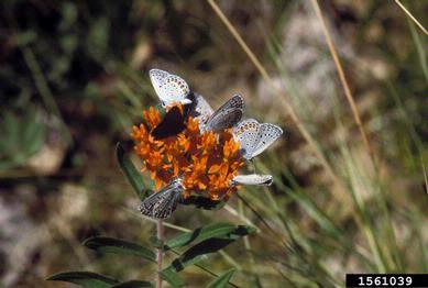 karner blue (Plebejus melissa ) on butterfly milkweed (Asclepias tuberosa ) - 1561039