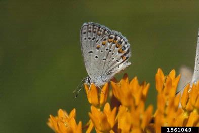 karner blue (Plebejus melissa ) on butterfly milkweed (Asclepias tuberosa ) - 1561049