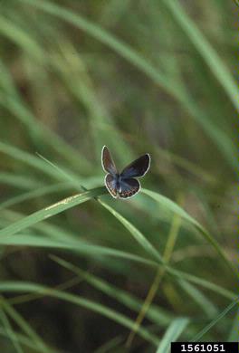 karner blue, Plebejus melissa  (Lepidoptera: Lycaenidae) - 1561051