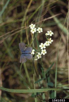 karner blue (Plebejus melissa ) on flowering spurge (Euphorbia corollata ) - 1561053