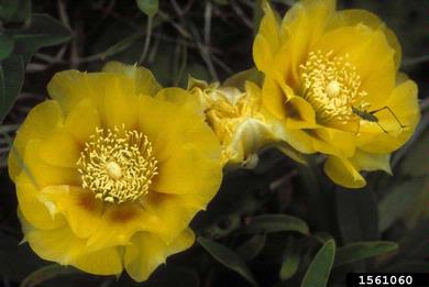 spreading pricklypear, Opuntia humifusa  (Caryophyllales: Cactaceae) - 1561060