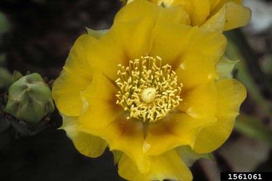 spreading pricklypear, Opuntia humifusa  (Caryophyllales: Cactaceae) - 1561061