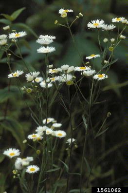 annual fleabane, Erigeron annuus  (Asterales: Asteraceae) - 1561062
