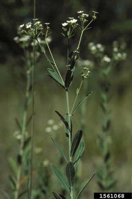 flowering spurge, Euphorbia corollata  (Euphorbiales: Euphorbiaceae) - 1561068