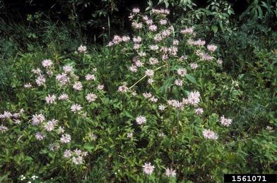 wild bergamot, Monarda fistulosa  (Lamiales: Lamiaceae) - 1561071