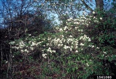 flowering dogwood, Cornus florida  (Cornales: Cornaceae) - 1561080