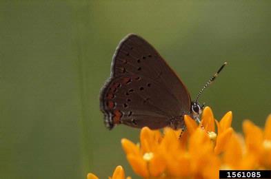 coral hairstreak, Satyrium titus  (Lepidoptera: Lycaenidae) - 1561085