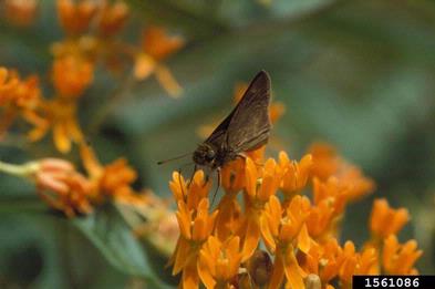 dun skipper, Euphyes vestris  (Lepidoptera: Hesperiidae) - 1561086