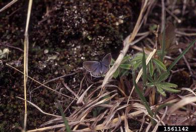 karner blue, Plebejus melissa  (Lepidoptera: Lycaenidae) - 1561142