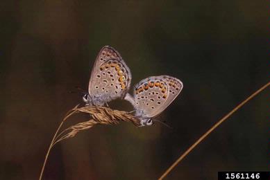 karner blue, Plebejus melissa  (Lepidoptera: Lycaenidae) - 1561146