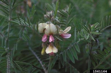 goat's rue, Tephrosia virginiana  (Fabales: Fabaceae (Leguminosae)) - 1561164
