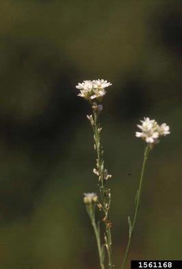hoary alyssum, Berteroa incana  (Capparales: Brassicaceae) - 1561168