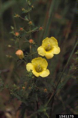 fernleaf yellow false foxglove, Aureolaria pedicularia  (Scrophulariales: Scrophulariaceae) - 1561175
