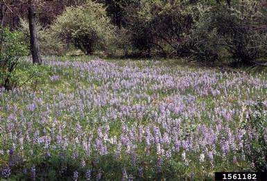 perennial lupine, Lupinus perennis  (Fabales: Fabaceae (Leguminosae)) - 1561182