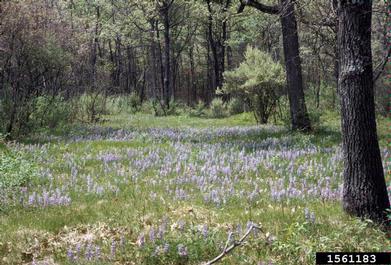 perennial lupine, Lupinus perennis  (Fabales: Fabaceae (Leguminosae)) - 1561183