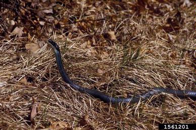 blue racer, Coluber constrictor foxii (Squamata: Colubridae) - 1561201