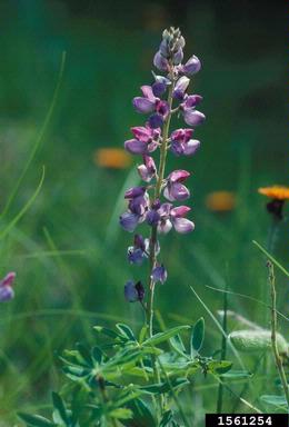 perennial lupine, Lupinus perennis  (Fabales: Fabaceae (Leguminosae)) - 1561254