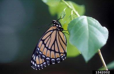 viceroy, Limenitis archippus  (Lepidoptera: Nymphalidae) - 1562002