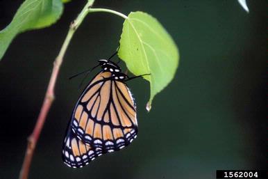 viceroy, Limenitis archippus  (Lepidoptera: Nymphalidae) - 1562004