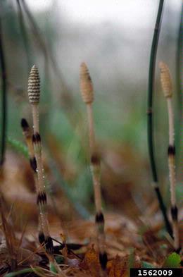 field horsetail, Equisetum arvense  (Equisetales: Equisetaceae) - 1562009
