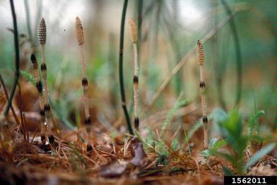 field horsetail, Equisetum arvense  (Equisetales: Equisetaceae) - 1562011